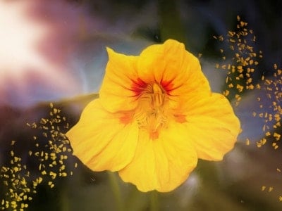 Yellow nasturtium