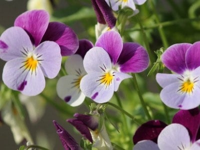 Flowering pansies