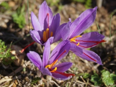 Flowering saffron