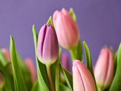 Tulips