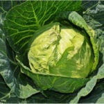 Cabbage in field