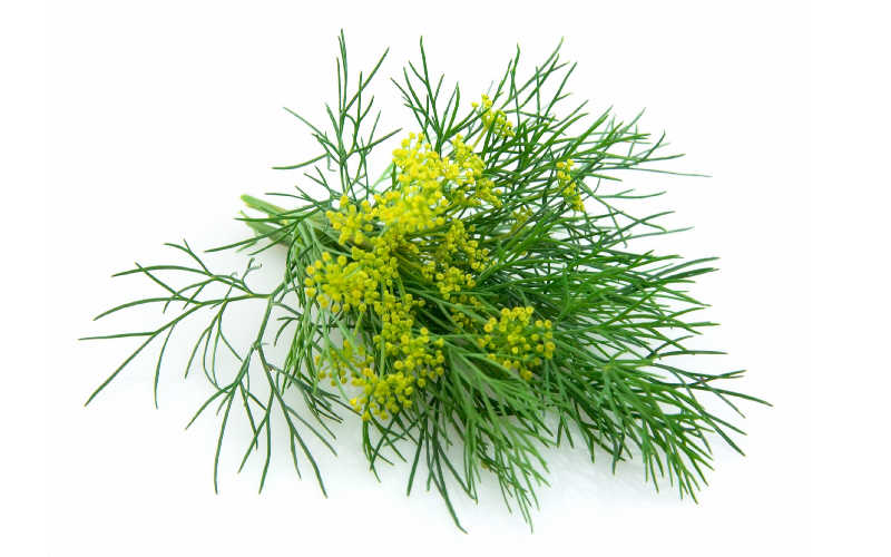 Fennel Blossom isolated on white background