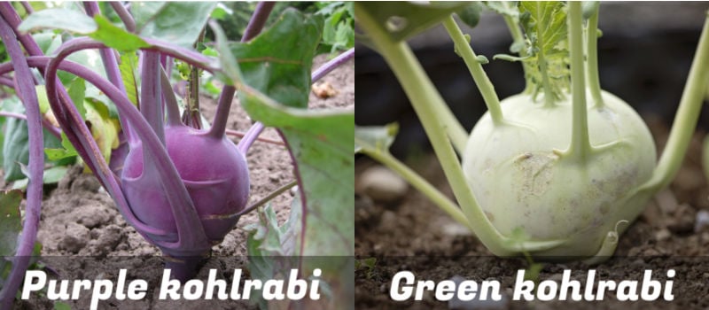 Green and purple kohlrabi plants