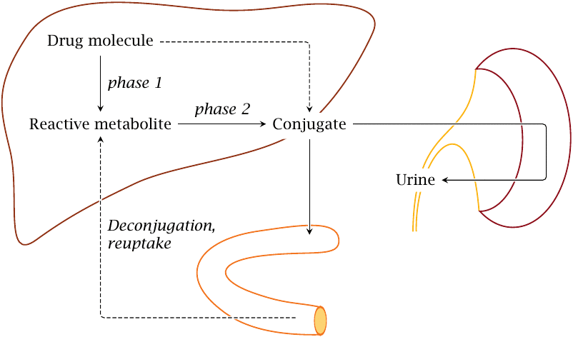 Metabolismsketchpic C8956