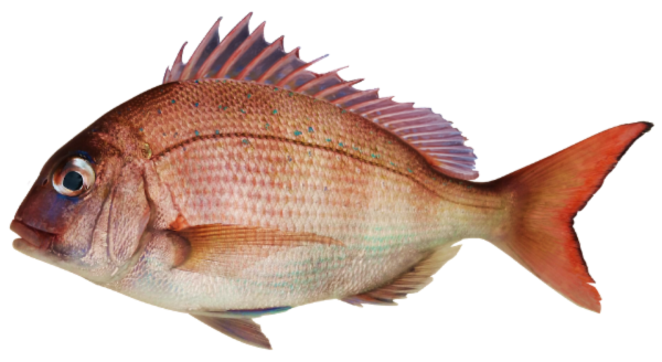 Red Snapper