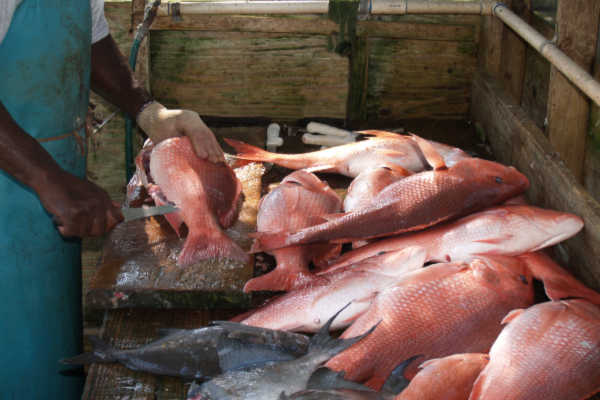 Red snapper being filleted