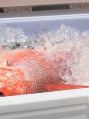 What Does Red Snapper Taste Like?