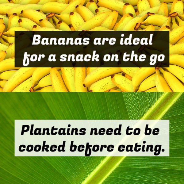 Banana Vs Plantain What's The Difference?