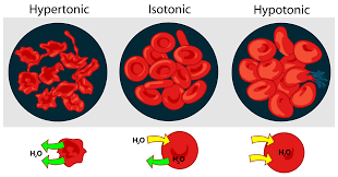 Osmotic Pressure On Blood Cell