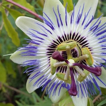 Does Passion Flower or Its Extract Have Health Benefits?