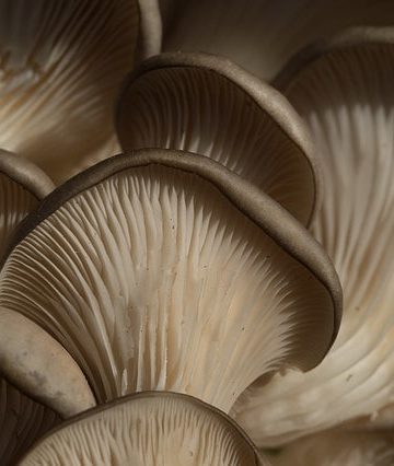 Science Says Eating Maitake Mushrooms Doesn't Have Health Benefits