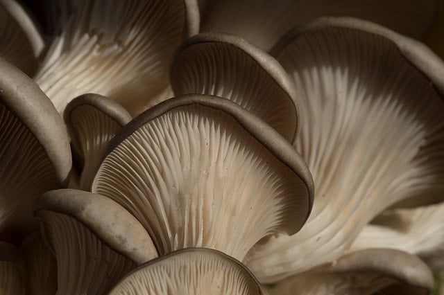 maitake mushroom