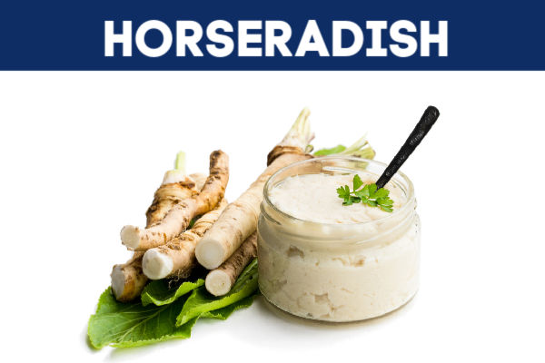 Fresh horseradish