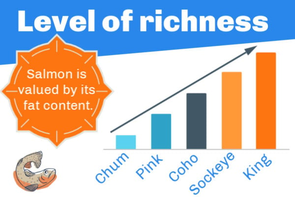 How rich is salmon