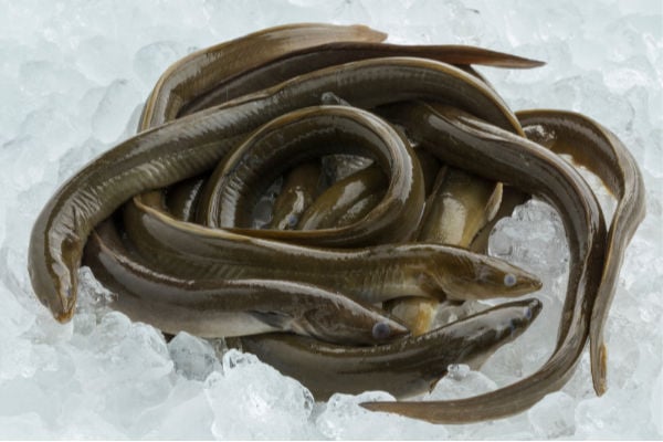 Raw eel