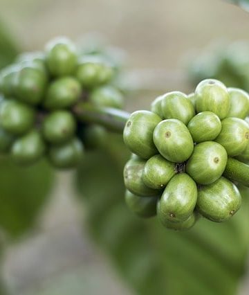 Research Shows Green Coffee Beans Do Have Some Proven Benefits