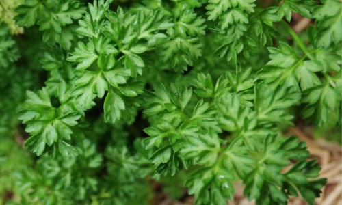 Chervil