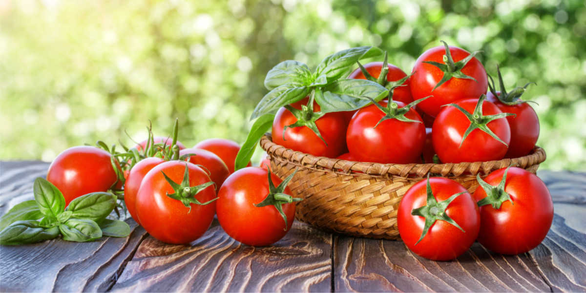 Tomatoes in a bowl