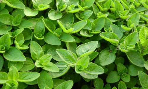 Marjoram