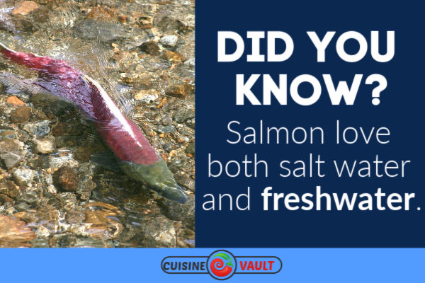 Salmon fun fact