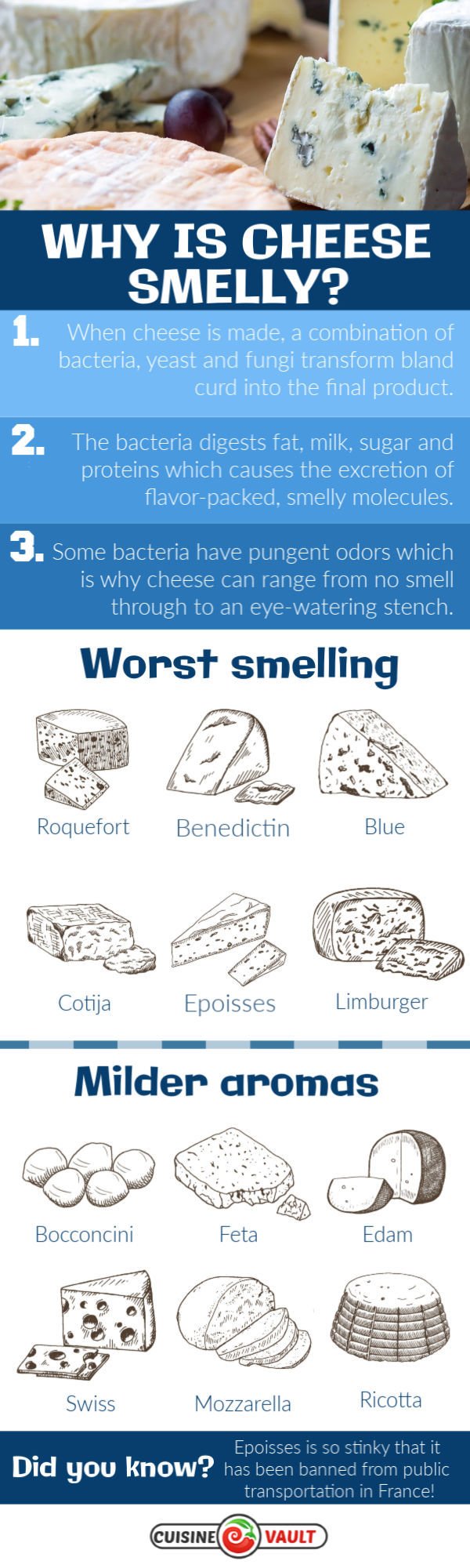Smelly cheese infographic