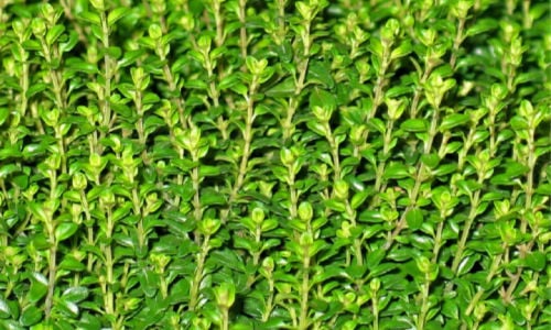 Thyme