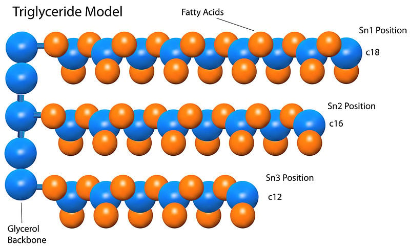 800px Eie TRIGLYCERIDE