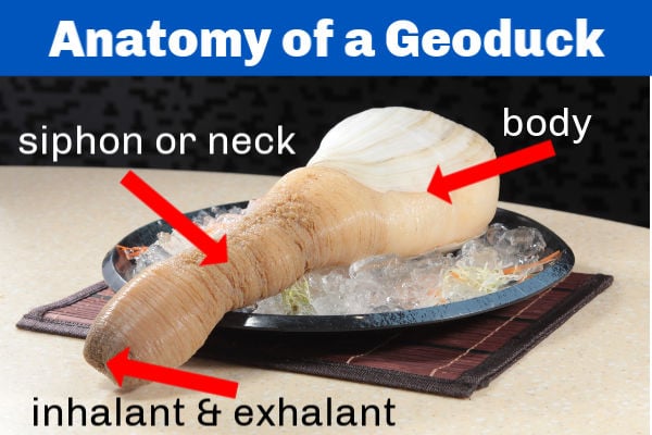 Anatomy of a geoduck