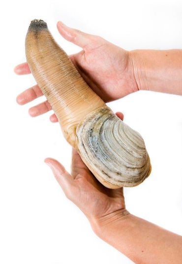 Holding a geoduck