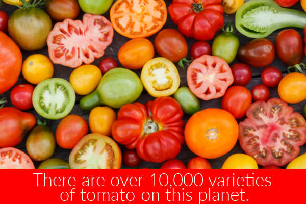 19 how many pints in a pound of tomatoes Full Guide