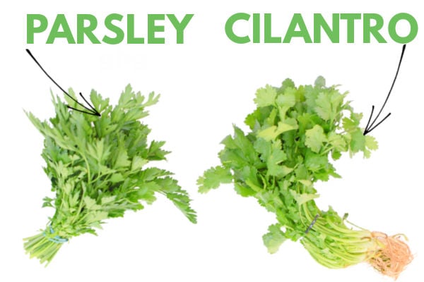 Bunches Of Parsley And Cilantro