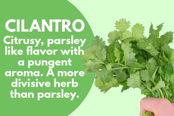 Cilantro Flavor