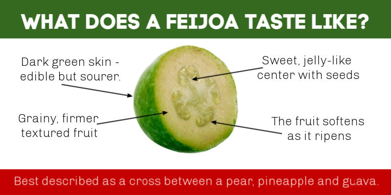 A diagram showing what a feijoa tastes like