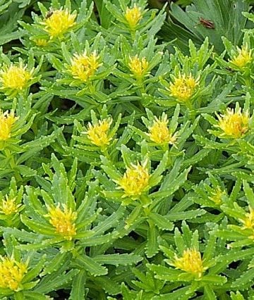 Does Rhodiola Have Proven Benefits? 25 Studies Reviewed