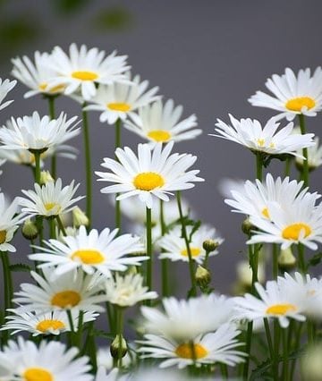 Does Chamomile Have Health Benefits? 29 Studies Reviewed