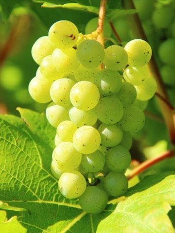 Is Eating Grapes Good For You? 32 Studies Reviewed