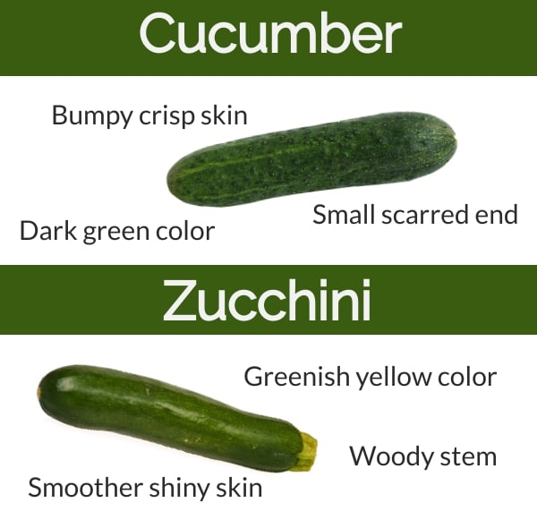 Visual features of zucchini and cucumber