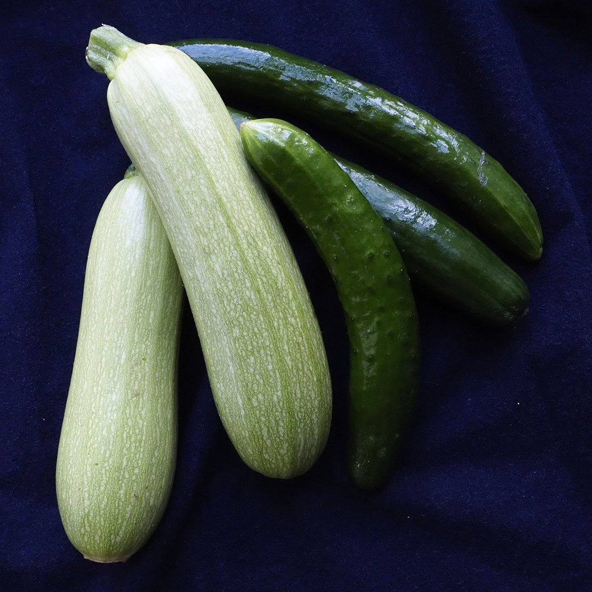 zucchini versus cucumber