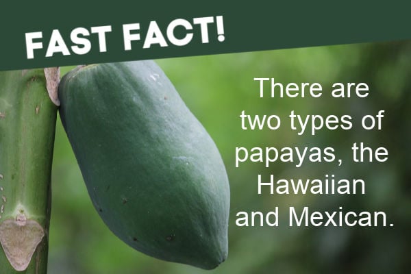 Papaya fast fact