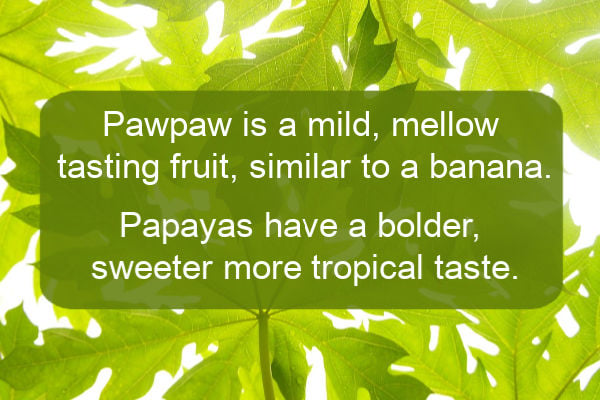 Pawpaw and papaya flavor comparison