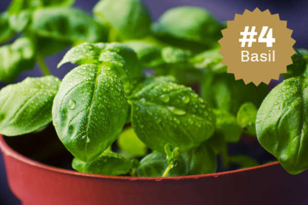 Basil in a pot