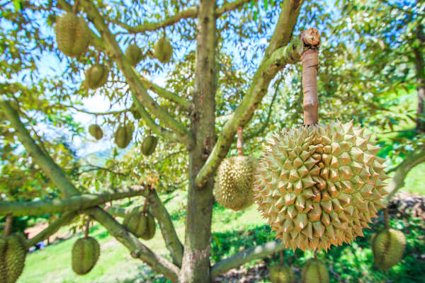 A lot of durians hanging from tree branches