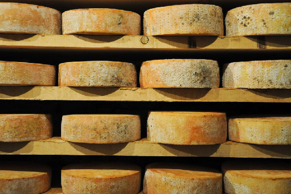 Maturing fontina cheese