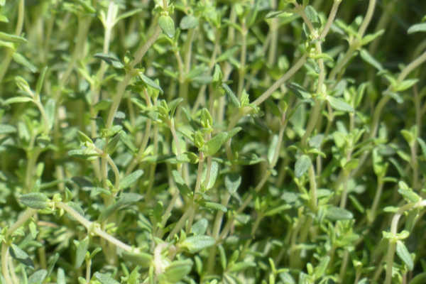 Thyme growing in the garden