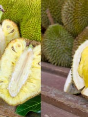 Jackfruit vs Durian - 6 Crucial Facts
