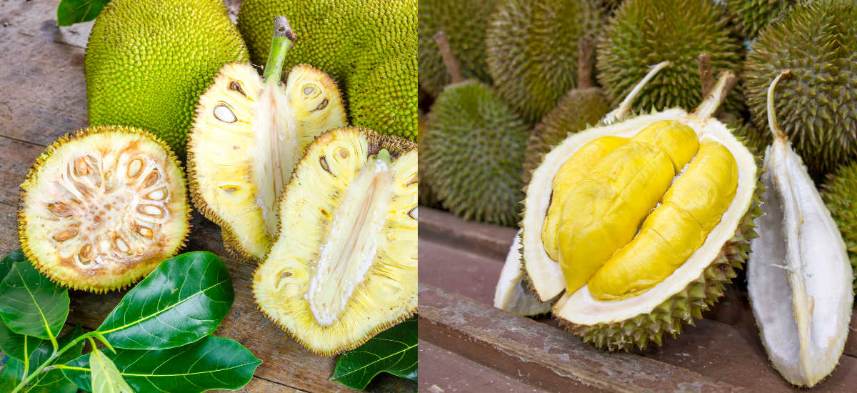 A jackfruit and durian