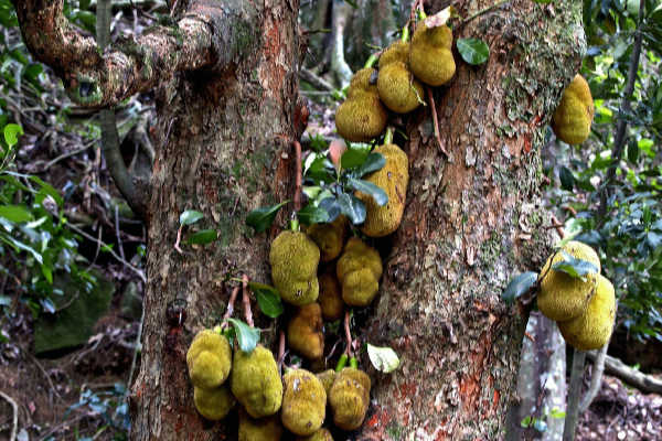 A jackfruit tree trunk growing fruit