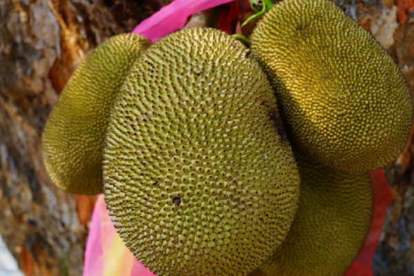 Jackfruit hanging on a tree