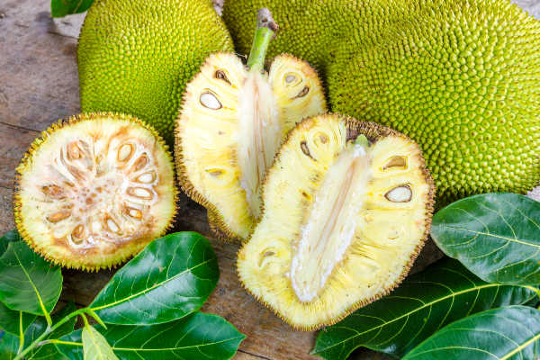 Jackfruit