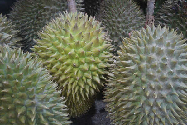 Spiky Durians